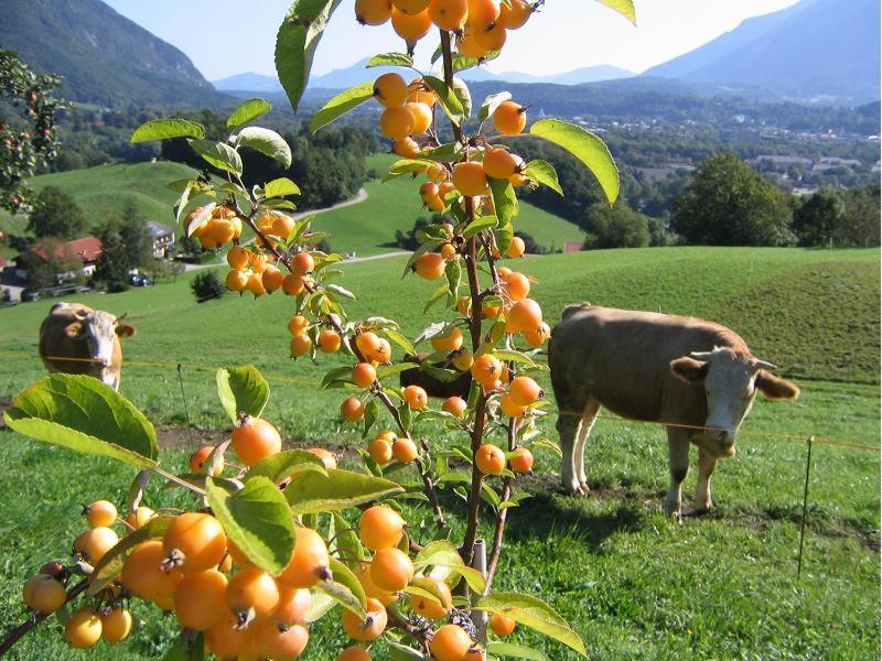 Landhaus Fellnerbauer Bad Reichenhall Εξωτερικό φωτογραφία